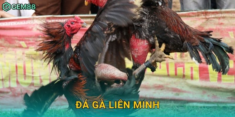 Đá gà liên minh – Trận cầu kịch tính tại Gem88 7 Đá gà liên minh – Trận cầu kịch tính tại Gem88