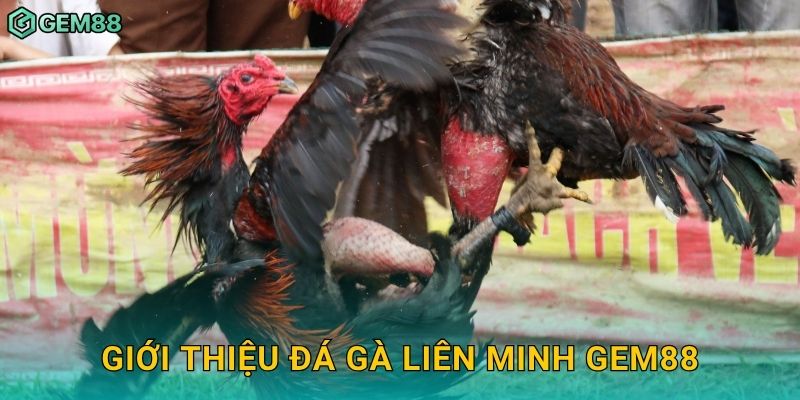 Đá gà liên minh – Trận cầu kịch tính tại Gem88 2 Giới thiệu đá gà liên minh Gem88