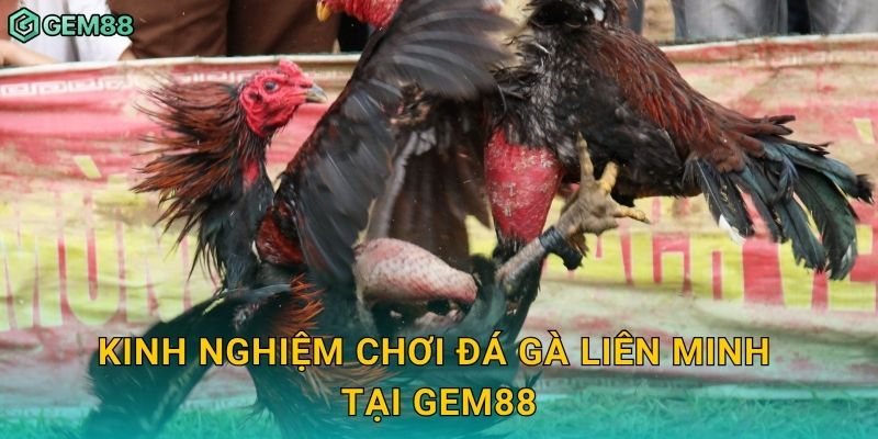 Đá gà liên minh – Trận cầu kịch tính tại Gem88 3 Kinh nghiệm chơi đá gà liên minh tại Gem88