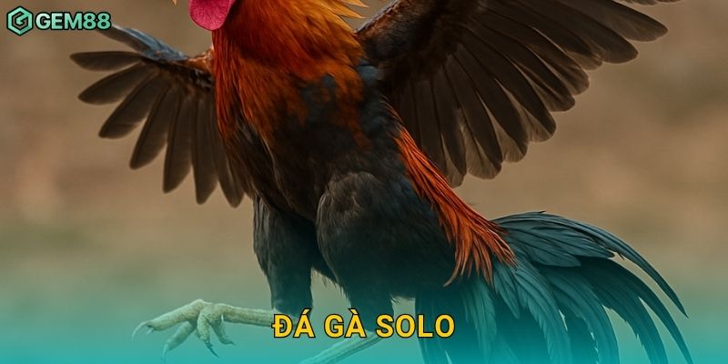 Đá gà solo – So tài đỉnh cao giữa các chiến kê tại Gem88 4 Đá gà solo – So tài đỉnh cao giữa các chiến kê tại Gem88