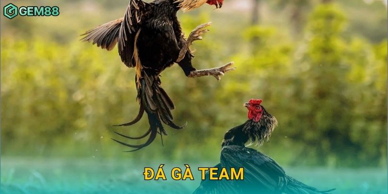 Đá gà team – Sức mạnh đồng đội nổi bật tại Gem88 1 Đá gà team – Sức mạnh đồng đội nổi bật tại Gem88