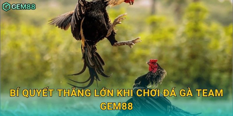 Bí quyết thắng lớn khi chơi đá gà team Gem88