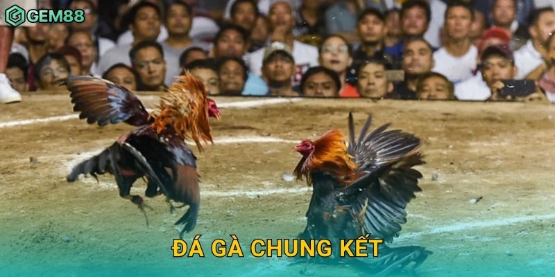 Đá gà chung kết – Cuộc đối đầu nghẹt thở tại Gem88 10 Đá gà chung kết – Cuộc đối đầu nghẹt thở tại Gem88