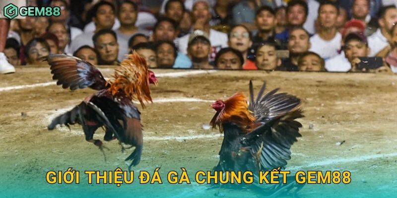Giới thiệu đá gà chung kết Gem88