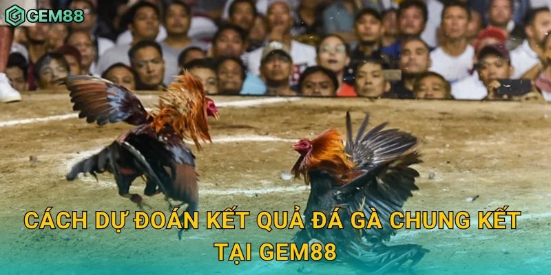 Cách dự đoán kết quả đá gà chung kết tại Gem88
