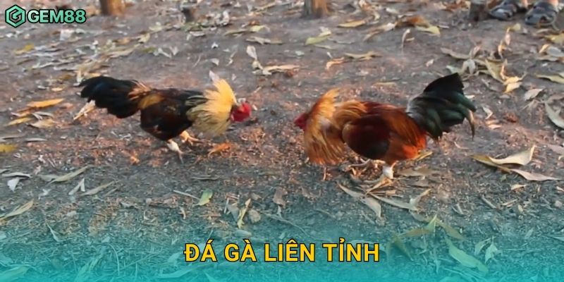 Đá gà liên tỉnh – So tài vùng miền hấp dẫn tại Gem88 16 Đá gà liên tỉnh – So tài vùng miền hấp dẫn tại Gem88