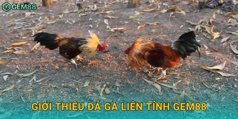 Đá gà liên tỉnh – So tài vùng miền hấp dẫn tại Gem88 2 Giới thiệu đá gà liên tỉnh Gem88
