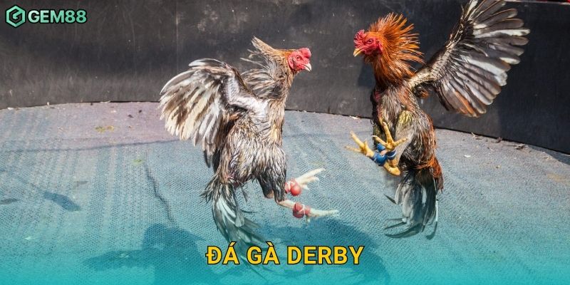 Đá gà Derby – Trận đối đầu danh giá tại Gem88 28 Đá gà Derby – Trận đối đầu danh giá tại Gem88