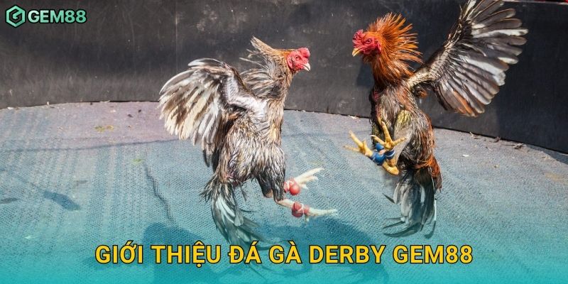 Giới thiệu đá gà Derby Gem88