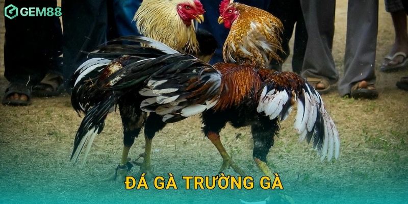Đá gà trường gà – Nơi hội tụ chiến kê đỉnh cao tại Gem88 13 Đá gà trường gà – Nơi hội tụ chiến kê đỉnh cao tại Gem88