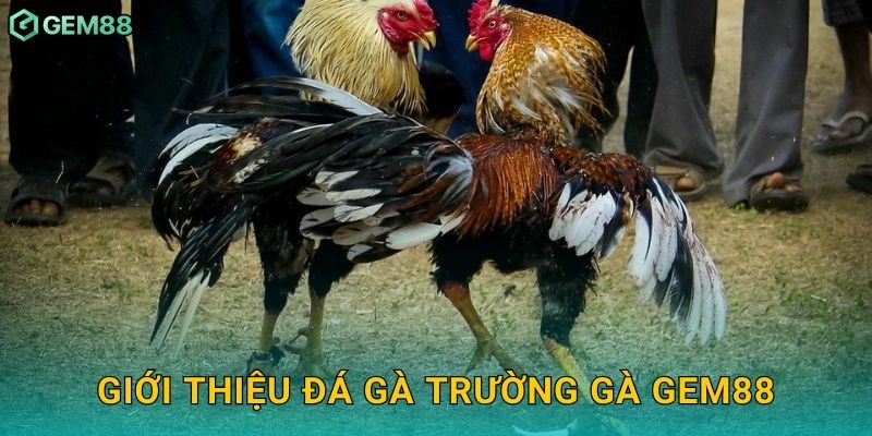 Giới thiệu đá gà trường gà Gem88
