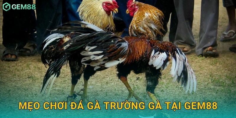 Mẹo chơi đá gà trường gà tại Gem88