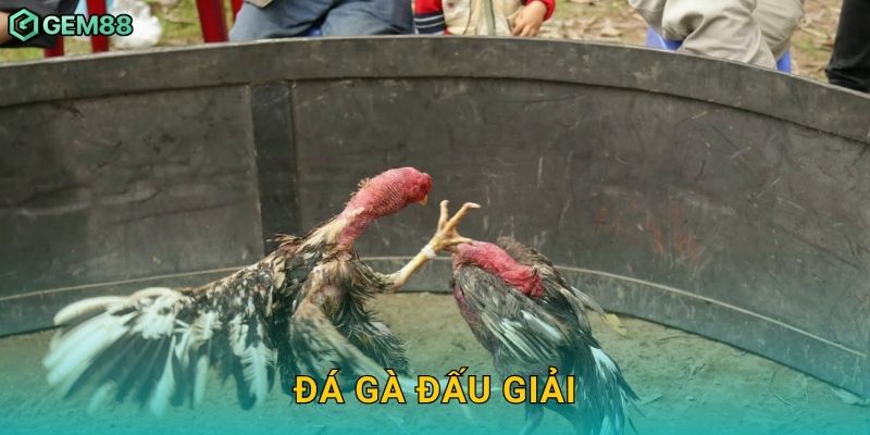 Đá gà đấu giải – Sôi động từng trận tranh tài tại Gem88 25 Đá gà đấu giải – Sôi động từng trận tranh tài tại Gem88