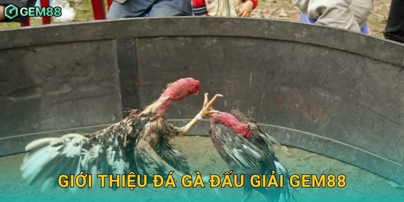 Giới thiệu đá gà đấu giải Gem88