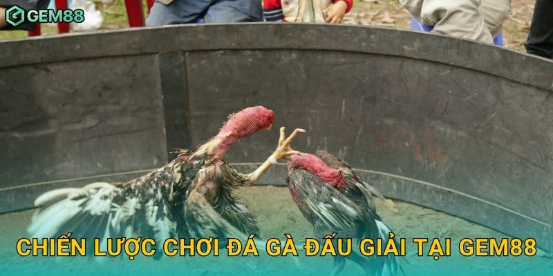 Chiến lược chơi đá gà đấu giải tại Gem88